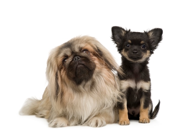 Un pékinois et un chihuahua. Portrait de chien isolé