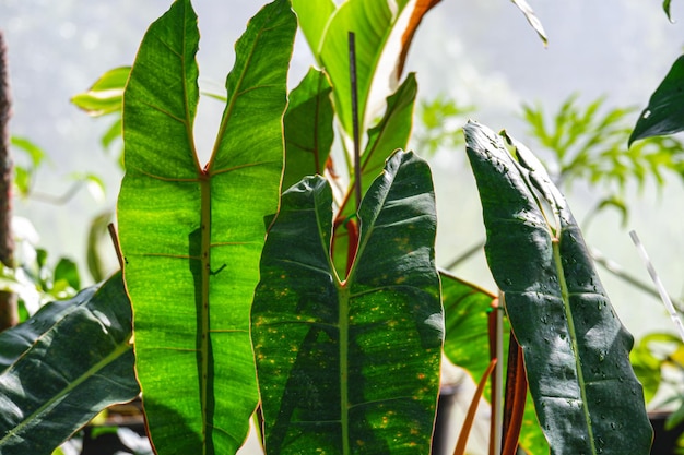 Pelage de Philodendron billietiae à feuillage vert feuille