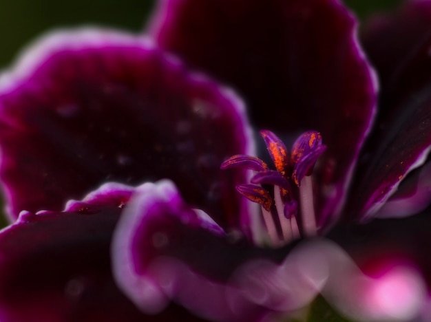 Pélargonium belle fleur dans un pot