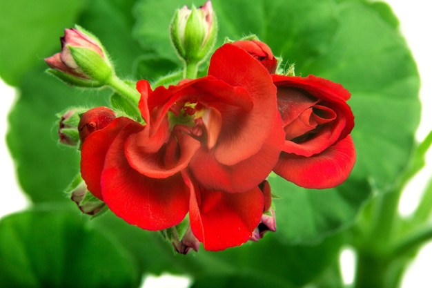 Pélargonium géranium fleur d'intérieur a fleuri en fleurs rouges