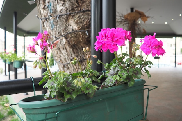 Le pelargonium peltatum est une espèce de pelargonium connue sous le nom de