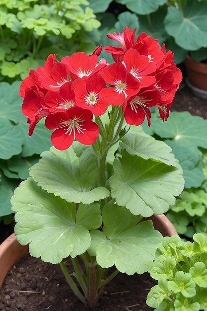 Pélargonium rouge dans le jardin