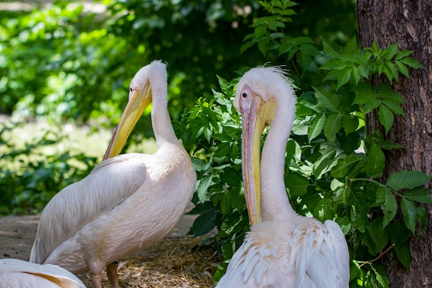 Pelecanus onocrotalus également connu sous le nom de pélican blanc de l'Est.