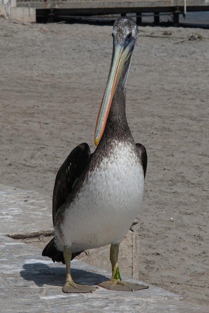 Pelecanus thagus