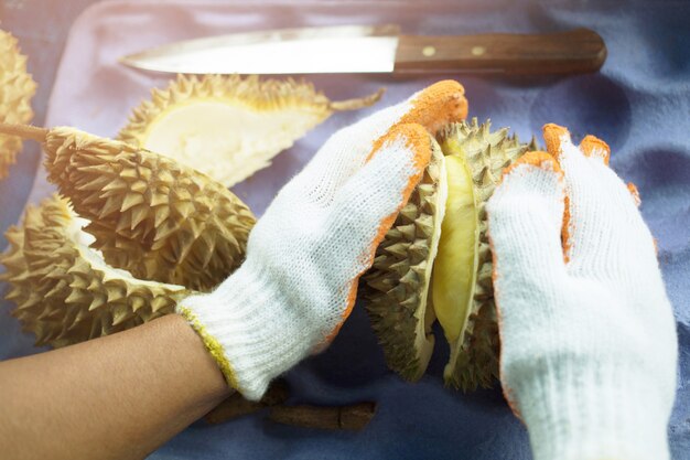 Peler le fruit d'un durian mûr dans les mains d'un fruit de durian dans les mains en gros plan.