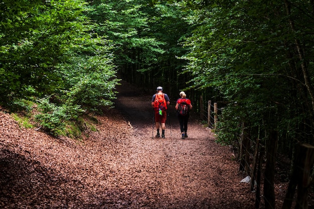 Pèlerins marchant dans le bois des Pyrénées Camino de Santiago