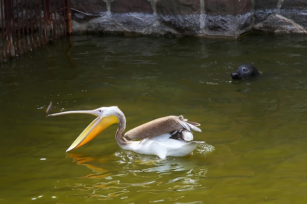 Un pélican attrape du poisson et un chat de mer l'observe. Klaipeda lituanien.