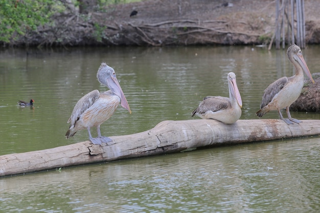 Pélican au zoo