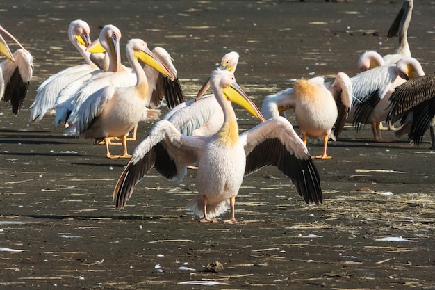 Pélican aux ailes ouvertes. Nakuru, Kenya