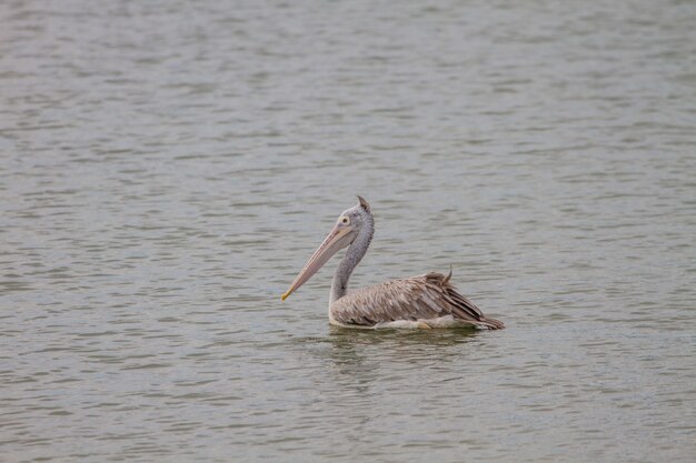 Pélican à bec tordu (Pelecanus philippensis)