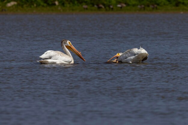 Le pélican blanc d'Amérique Pelecanus erythrorhynchos en chasse