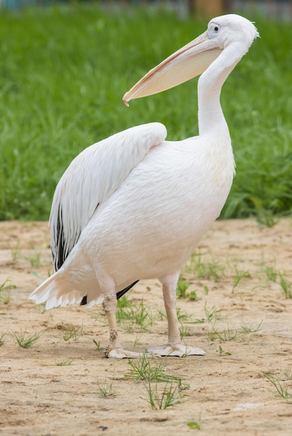 Pélican blanc debout sur le sol dans la réserve animale