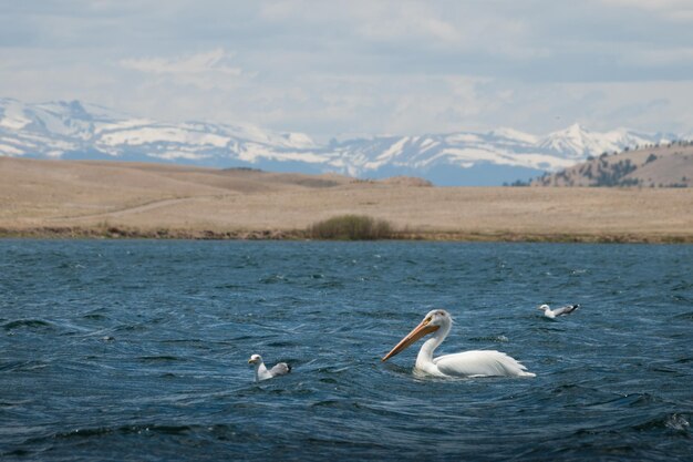 Pélican blanc sur l'eau à Eleven Mile Reservoir, Colorado.