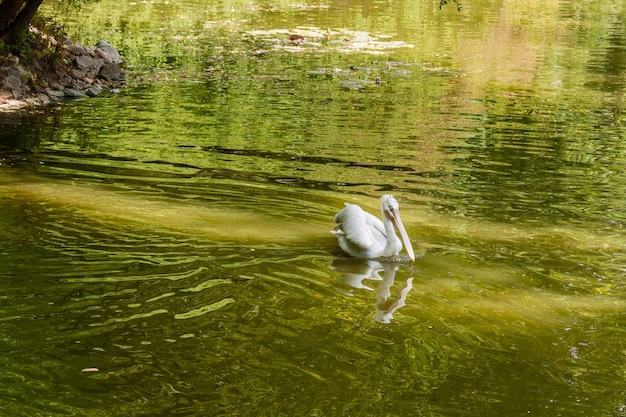 Pélican blanc sur le lac se bouchent