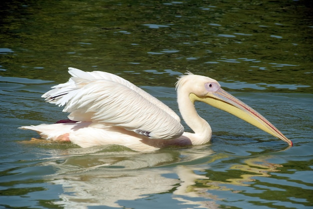 Pélican blanc nageant dans le lac bleu