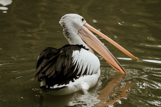 Pélican dans l'eau