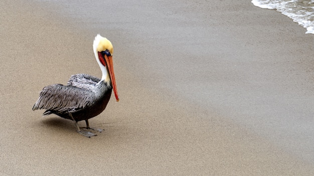 Pélican debout sur une côte sablonneuse