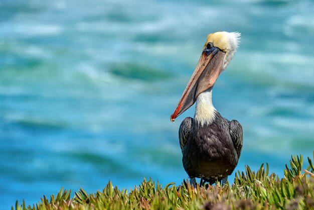 Pélican debout près de l'océan