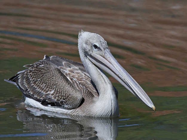 Pélican à dos rose Pelecanus rufescens