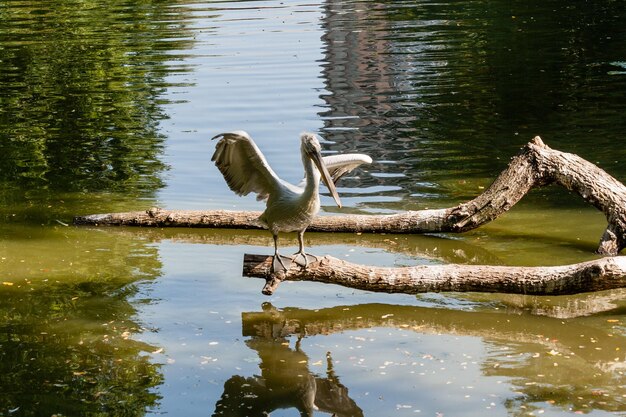 Pelican est assis sur une bûche et est chauffé au soleil