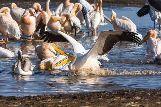 Pélican est assis sur l'eau. Nakuru, Kenya