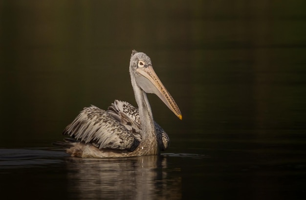 Pelican flotte pour les poissons dans l'étang