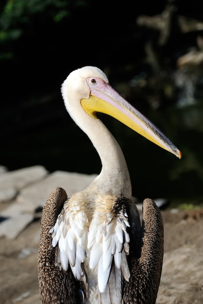 Pélican sur fond sombre