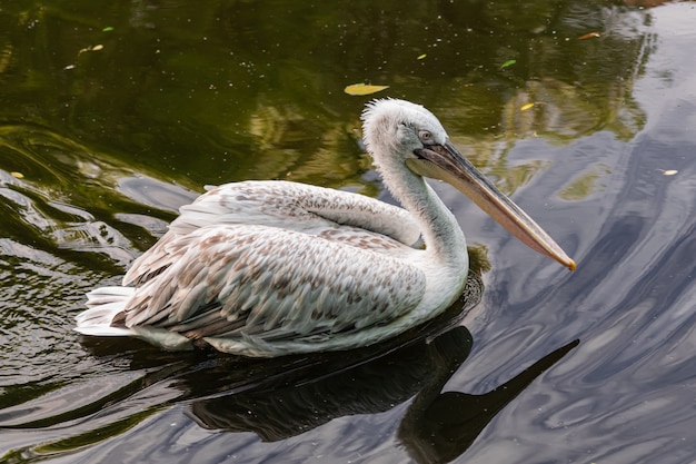 Pélican frisé (Pelecanus crispus),