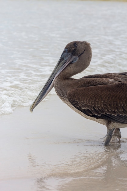 Pélican des Galapagos