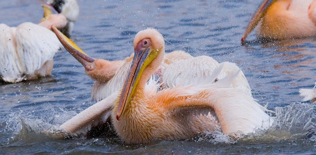 Pelican nage dans l'eau dans toutes les embruns.