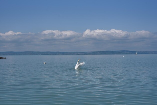 Un pélican nage dans le lac avec un ciel nuageux en arrière-plan.