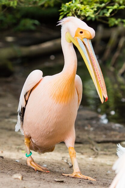 Pélican orange. Gros oiseau sur le zoo.