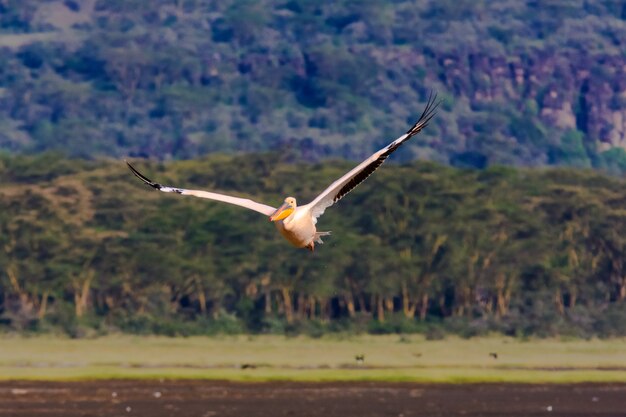 Pélican survole le lac Nakuru, Kenya