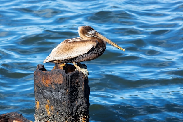 Photo pélican sur un tas rouillé