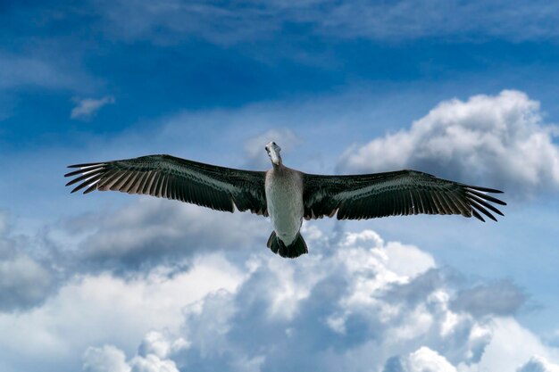 Pélican en vol sur ciel nuageux