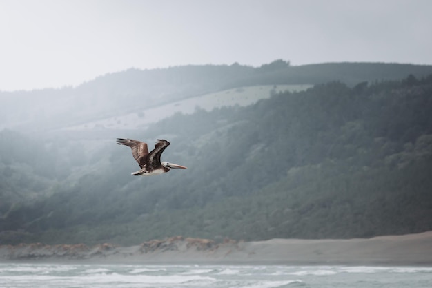 Un pélican volant au-dessus de la mer