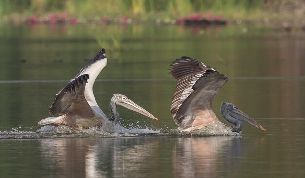 Pélican en volant dans l'étang