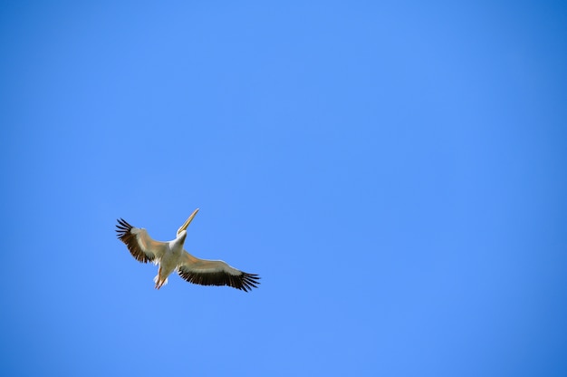 Pélican volant juste au-dessus dans le ciel bleu