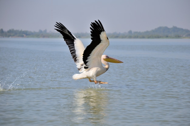 pélican volant sur le lac Tana, Ethiopie