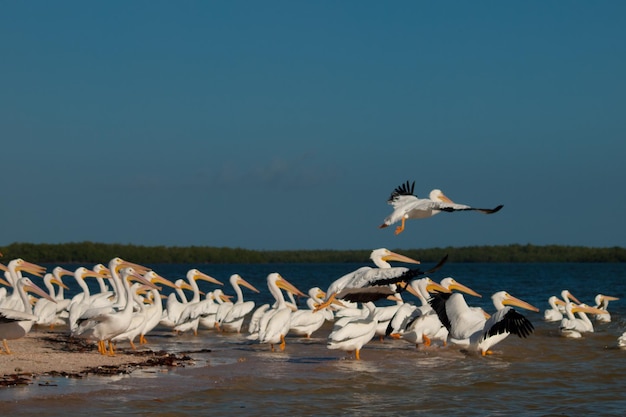 Pélicans blancs sur l'île Chokoloskee.