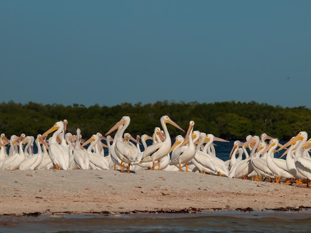 Pélicans blancs sur l'île Chokoloskee.