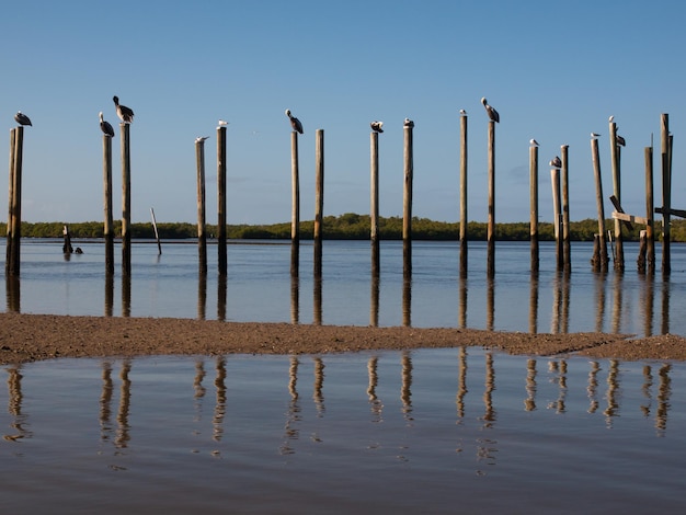 Pélicans bruns sur l'île Chokoloskee.