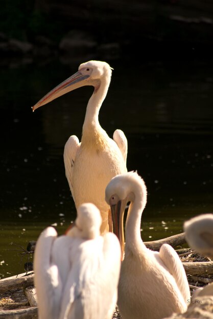 Photo pélicans contre l'étang au zoo