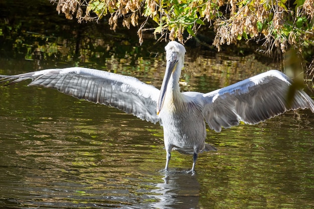 Pélicans dans l&#39;étang