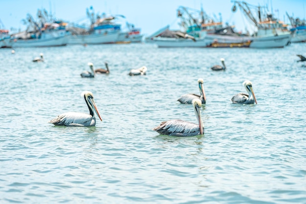 Pélicans dans la nature dans l'eau