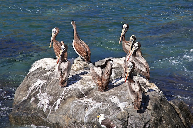 Pélicans dans le village de Zapallar au Chili