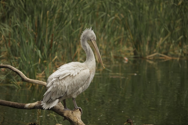 pélicans sur l'étang en été