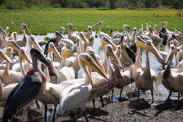 Pélicans et marabu