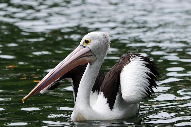 Photo les pélicans nageant pour se nourrir dans la rivière sont magnifiques avec les ombres dans l'eau