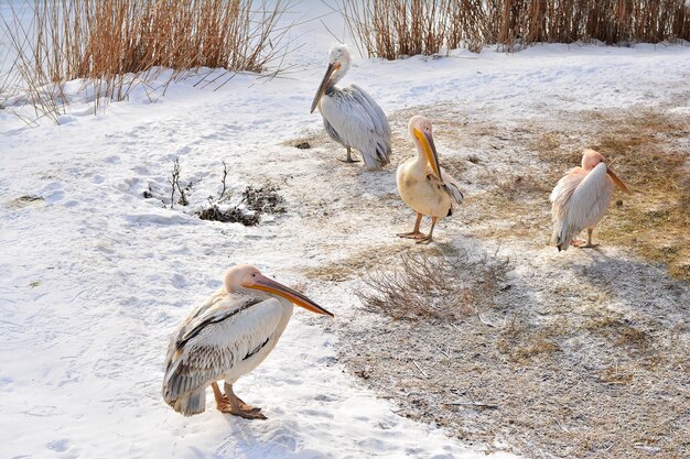 Des pélicans perchés sur un champ de neige